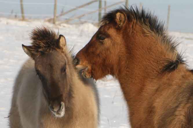 weitere Bilder - hier klicken