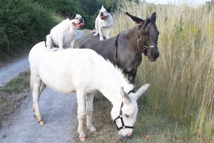 Esel & Französische Bulldoggen, weitere Bilder - hier klicken