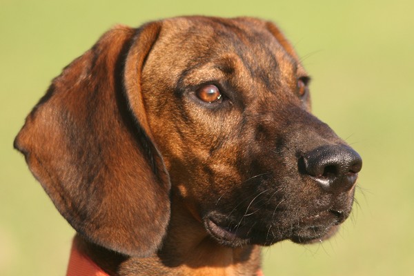 Bayerischer Gebirgsschweißhund, weitere Bilder - hier klicken